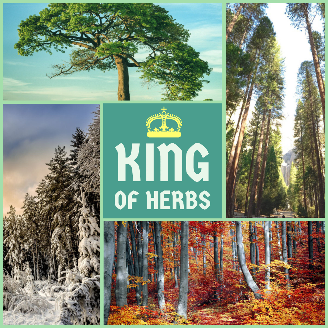 超級食物,芬蘭保健,北歐保健,健康食品,白樺茸,白樺茸功效,抗氧化,抗癌,提升免疫力,糖尿病,預防三高,降膽固醇,改善亞健康,芬蘭,無污染,乳癌,肝癌,胃癌,子宮癌,改善疲倦,改善腸胃,提升肝功能,藍莓,ORAC,天然,最高抗氧化值,靈芝,草本界王者