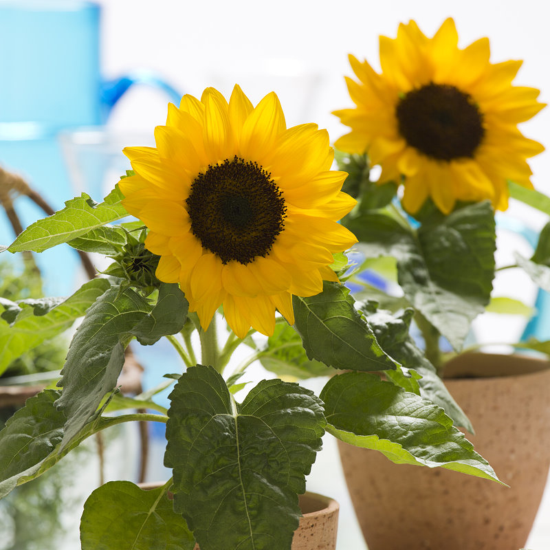 向日葵微笑種子