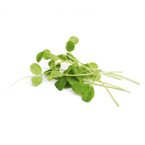 新鮮雪豆苗pea Shoot Microgreens 80g 適合盤勢生機飲食