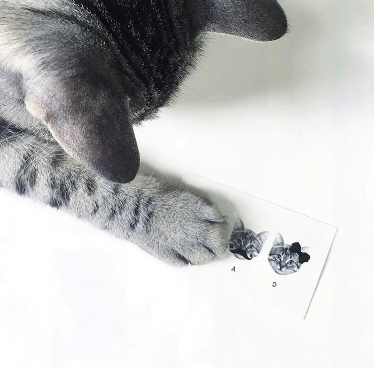 3張王牌 - 貓 3 of a kind - Cats