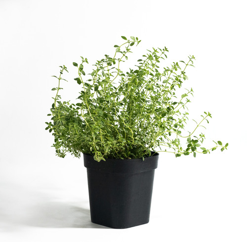 Golden Lemon Thyme 斑葉檸檬百里香