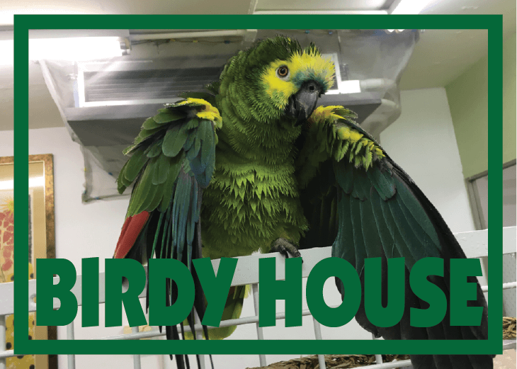 Birdy House