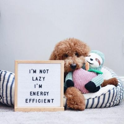 美國Patchwork- 雪梨樹懶15吋+蘋果 啃咬/啾啾玩具