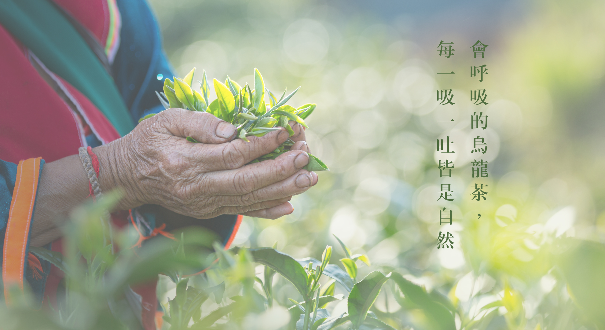 清友明心烏龍茶葉