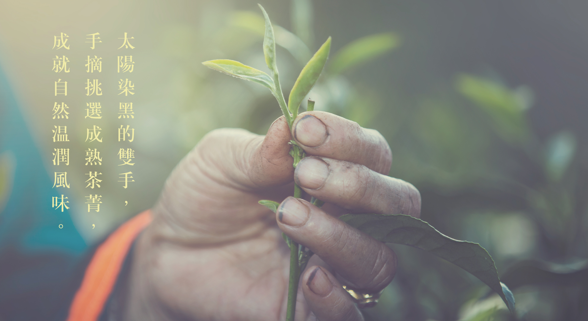 傳承烏龍茶的美好