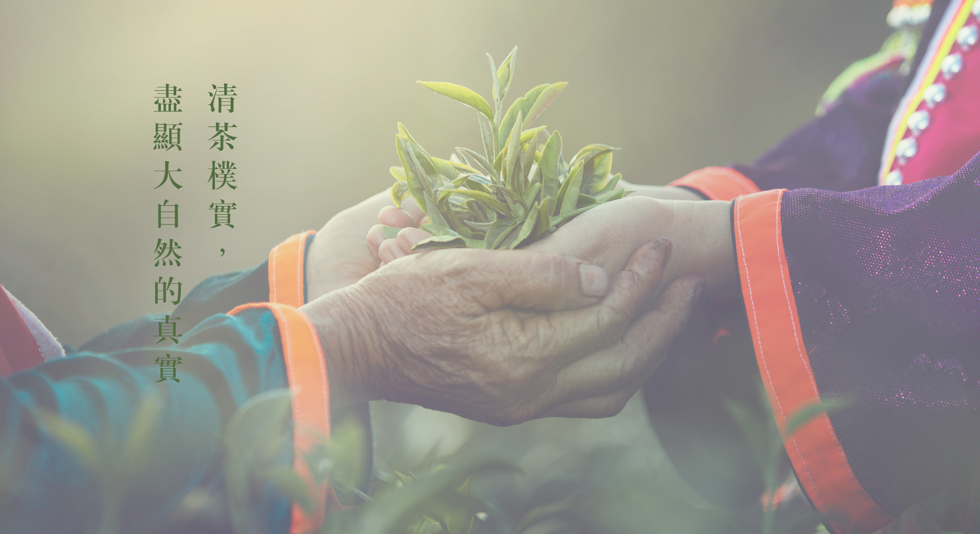 傳承烏龍茶的美好