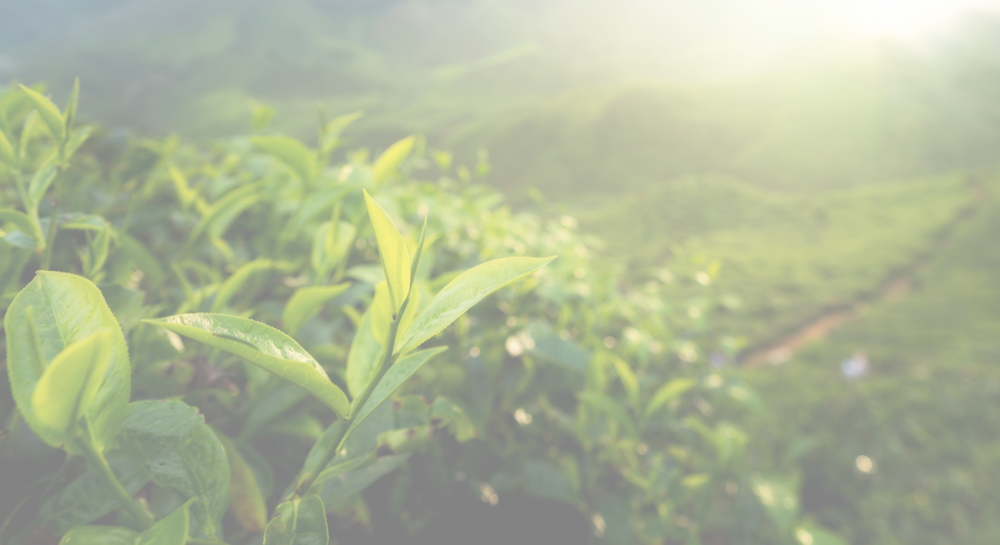 傳承烏龍茶的美好