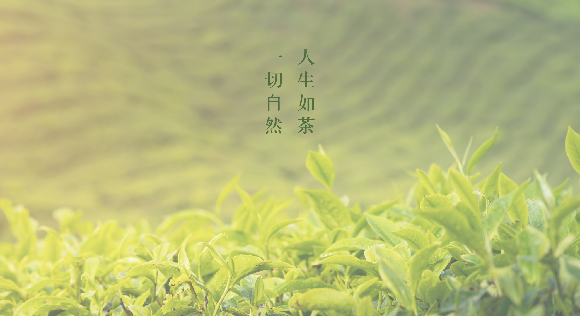 傳承烏龍茶的美好