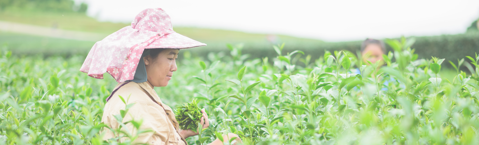 傳承烏龍茶的美好