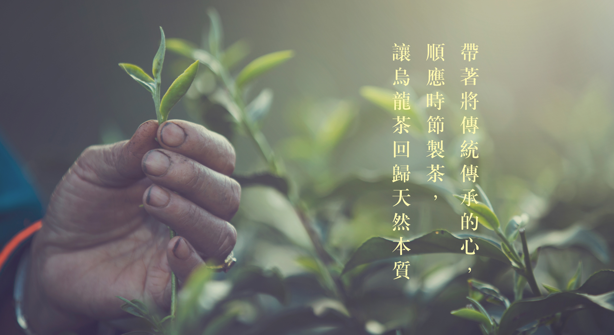 傳承烏龍茶的美好