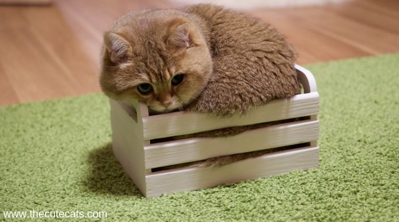 商品編號 = 數字