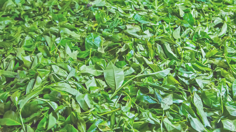 傳承烏龍茶的美好