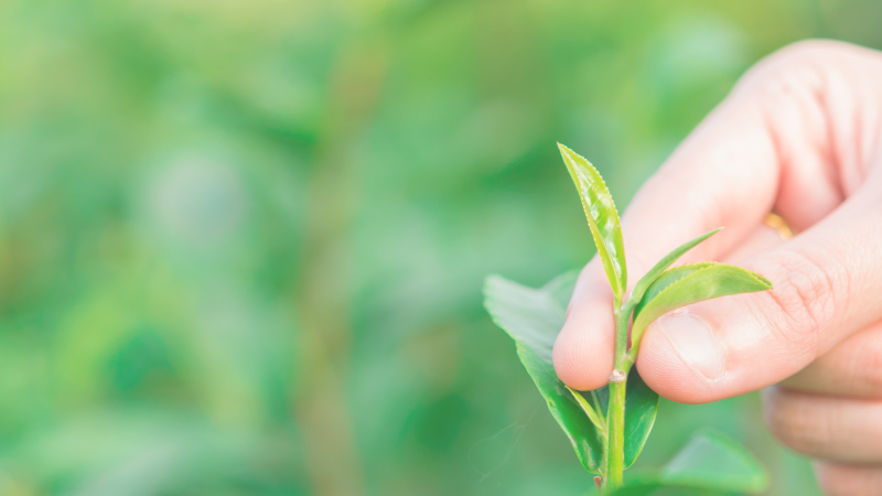 傳承烏龍茶的美好