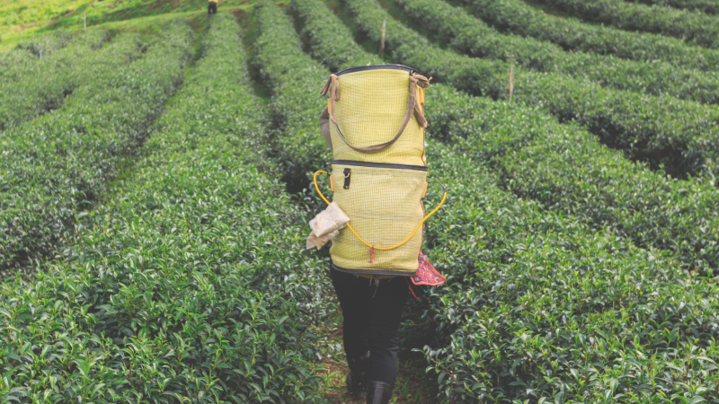 傳承烏龍茶的美好