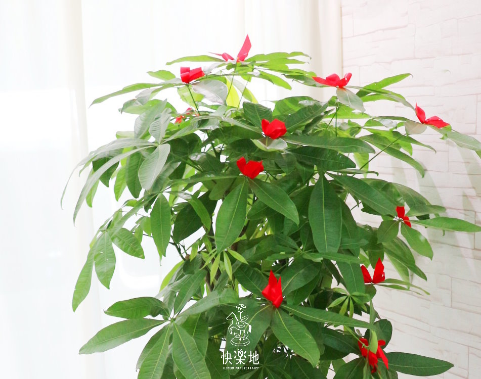 發財樹(馬拉巴栗)  LP190300