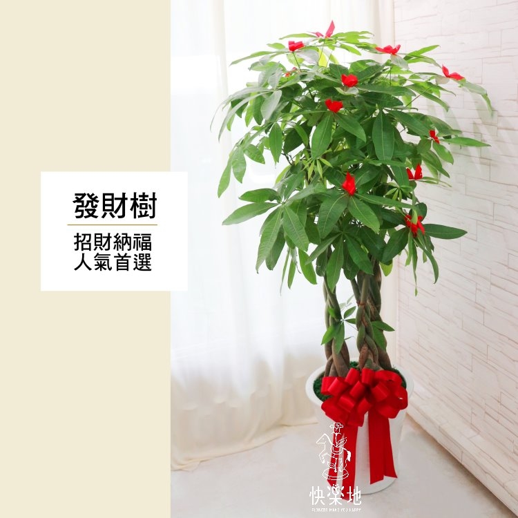發財樹(馬拉巴栗)  LP190300