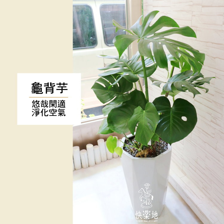 龜背芋(電信蘭)  LP190501