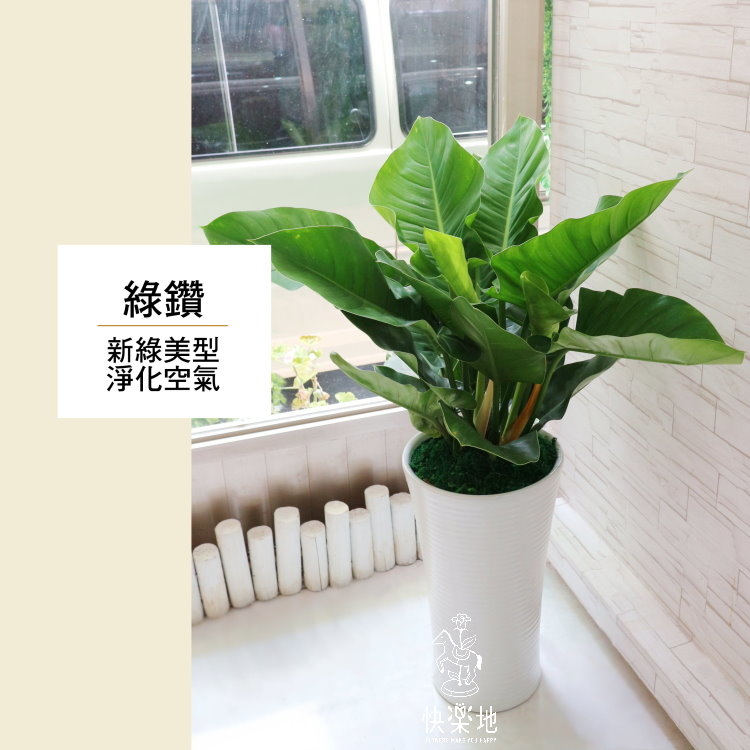 綠鑽蔓綠絨  LP190200