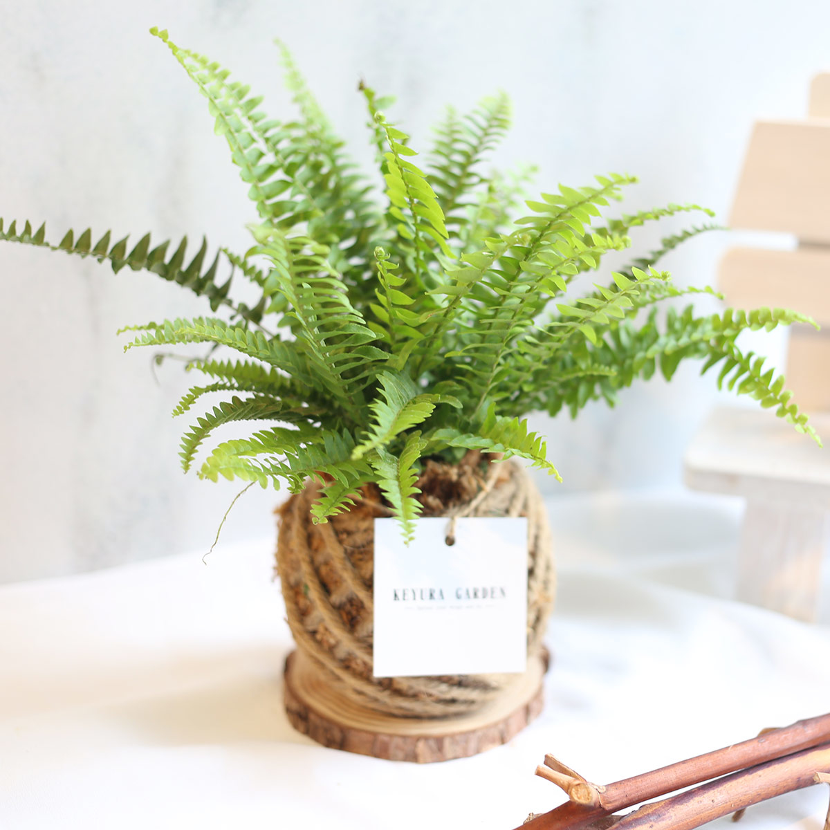 PD01｜波士頓腎蕨小苔球