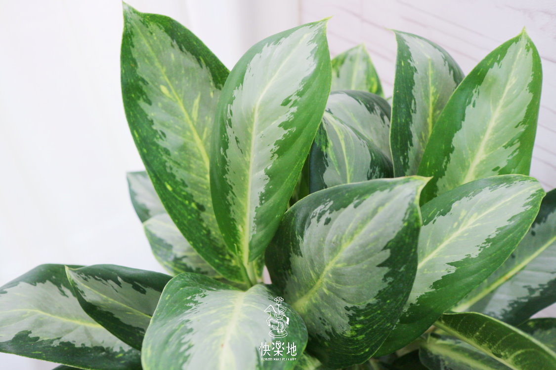 孔雀粗勒草  LP190201