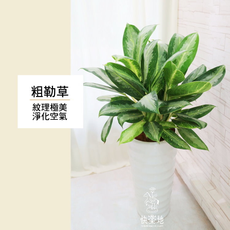 孔雀粗勒草  LP190201