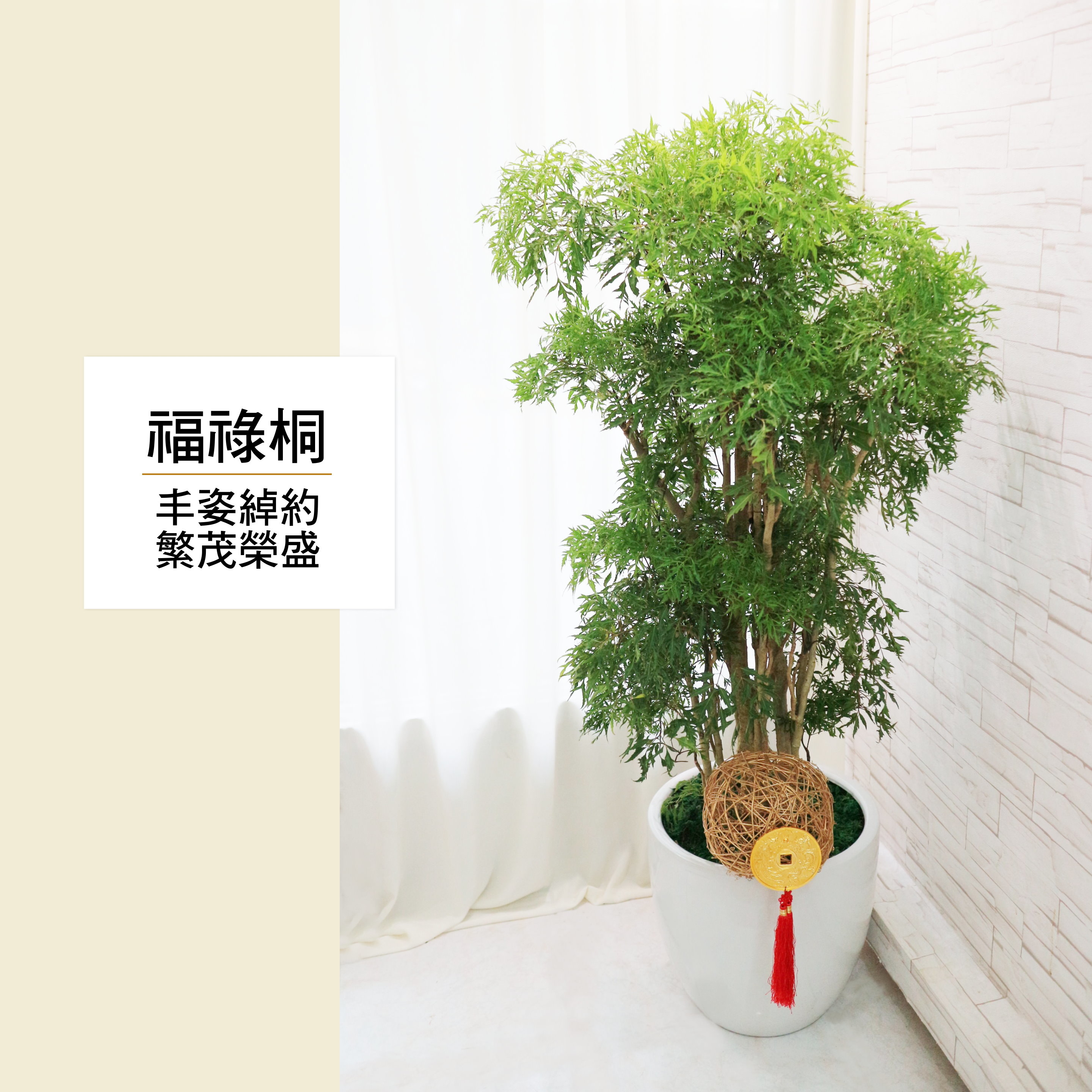 羽葉福祿桐(富貴樹)  LP190605