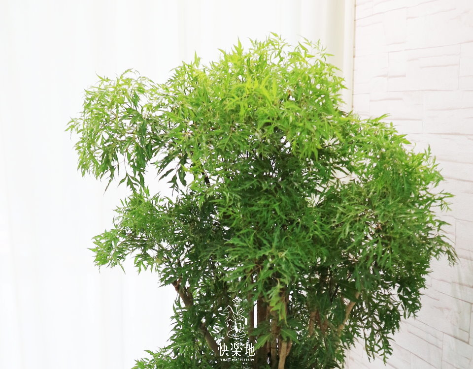 羽葉福祿桐(富貴樹)  LP190605