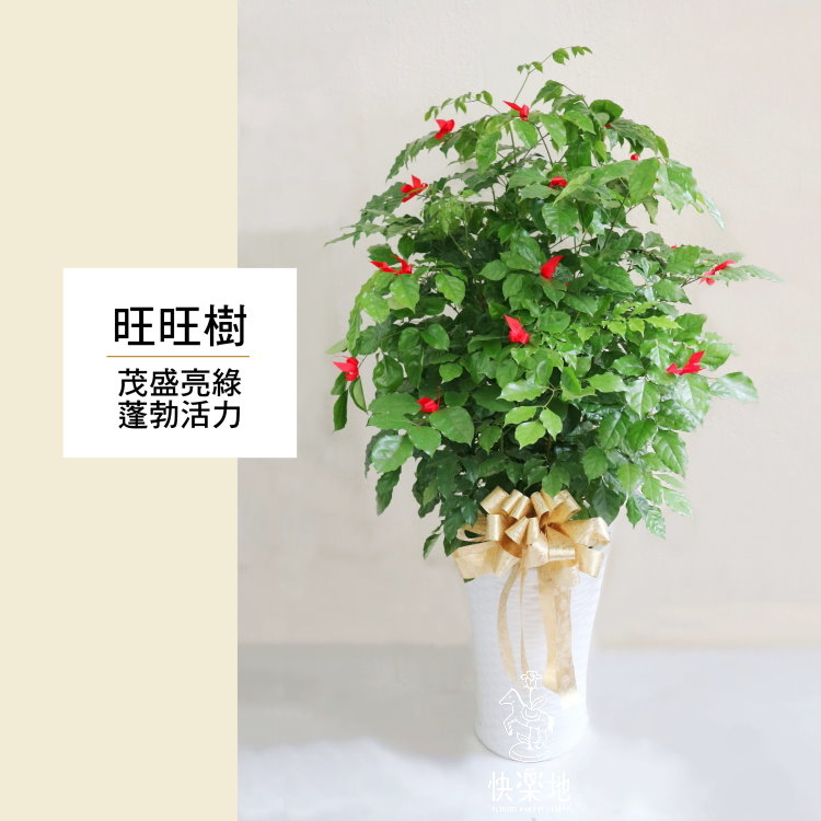 旺旺樹(聚財木)  LP190302