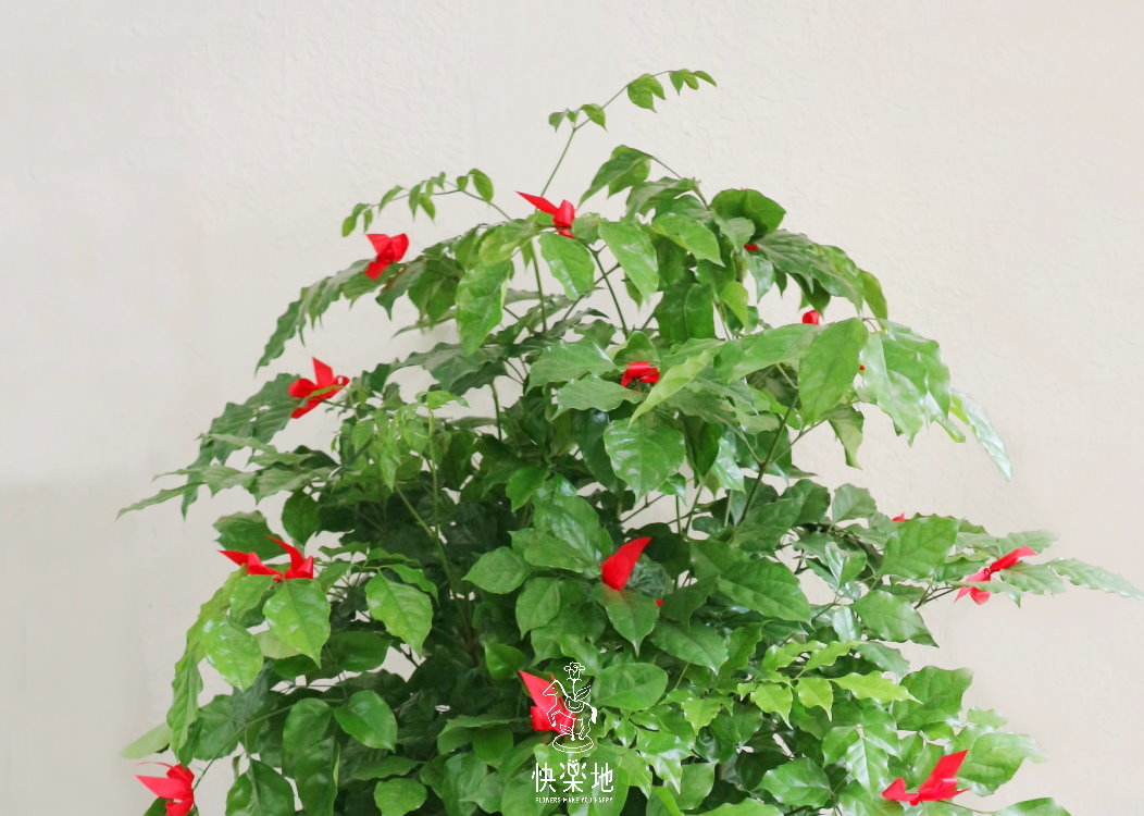 旺旺樹(聚財木)  LP190302