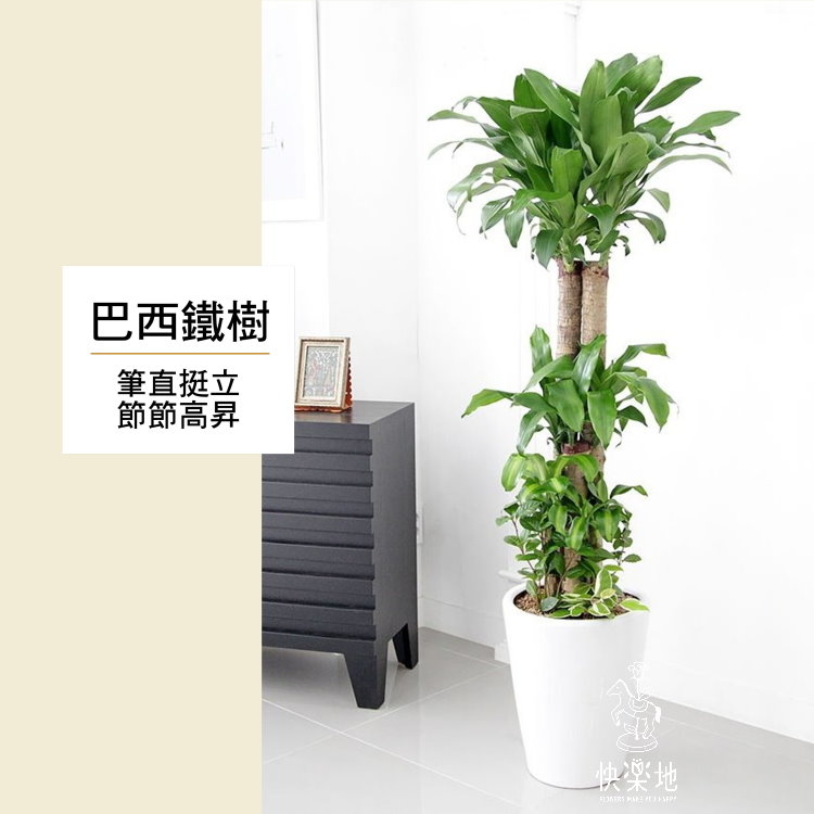 巴西鐵樹  LP190305