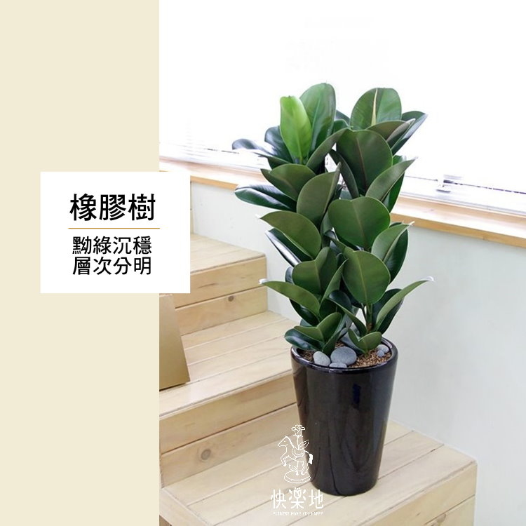 印度橡膠樹  LP190402