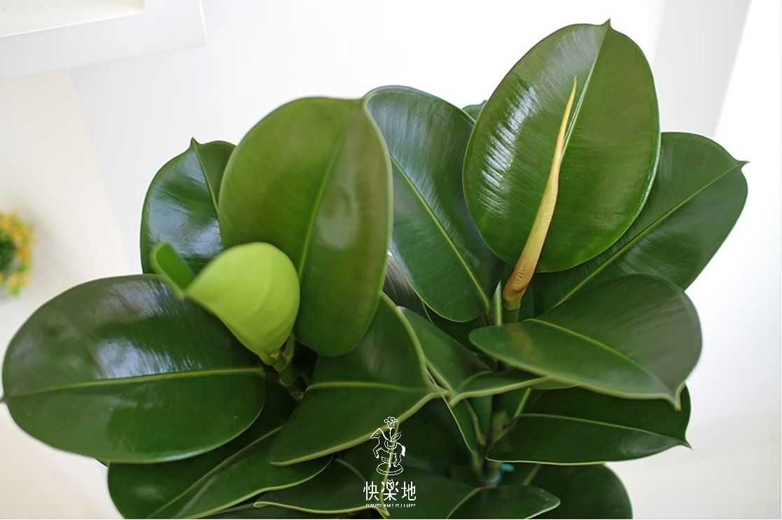 印度橡膠樹  LP190402