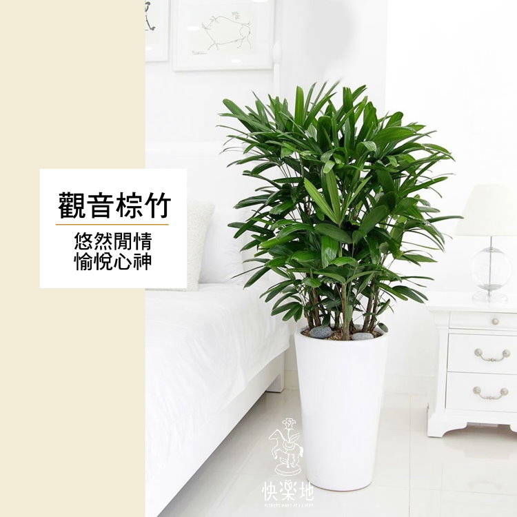 觀音棕竹  LP190403