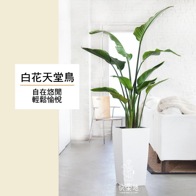 白花天堂鳥  LP190550