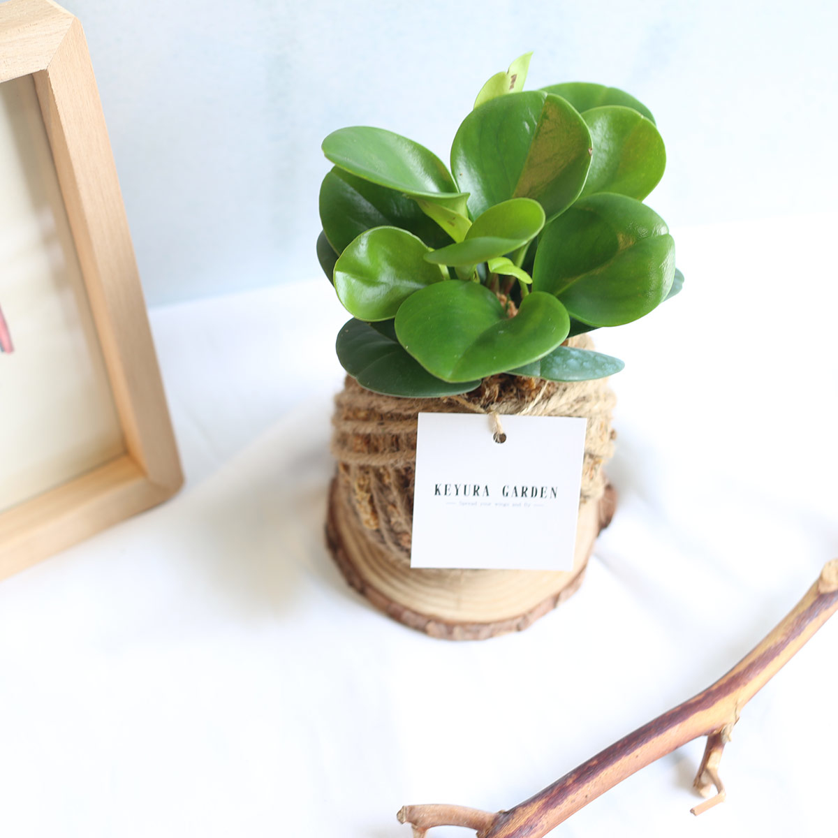 PD07｜圓葉椒草小苔球