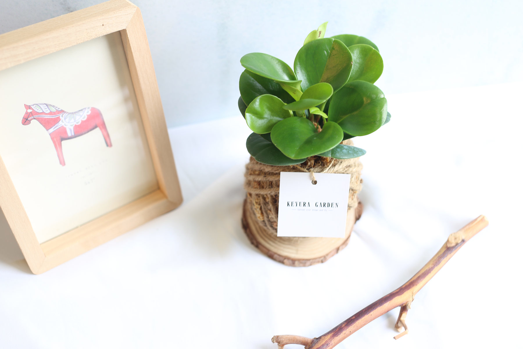 PD07｜圓葉椒草小苔球