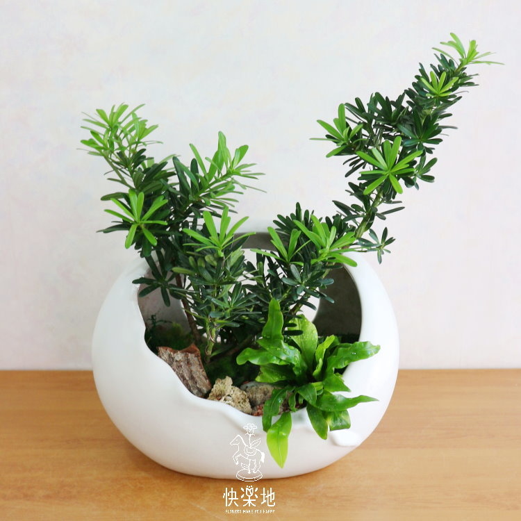 圓融綠能 I 羅漢松  P190250