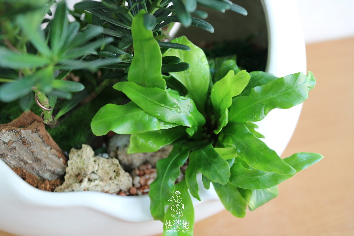 圓融綠能 I 羅漢松  P190250