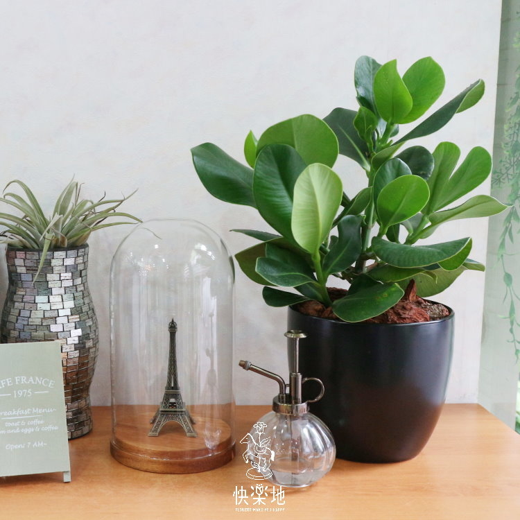 清新淨化 I 書帶木  GP190181