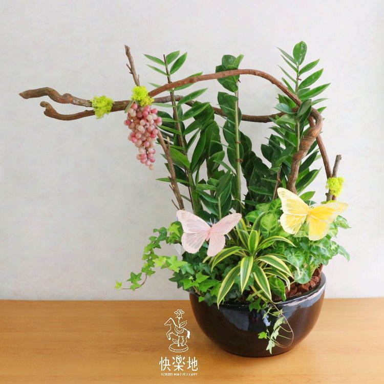 豐收碩果 I 金錢樹  GP190303