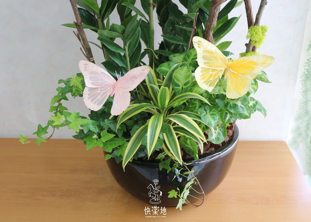 豐收碩果 I 金錢樹  GP190303