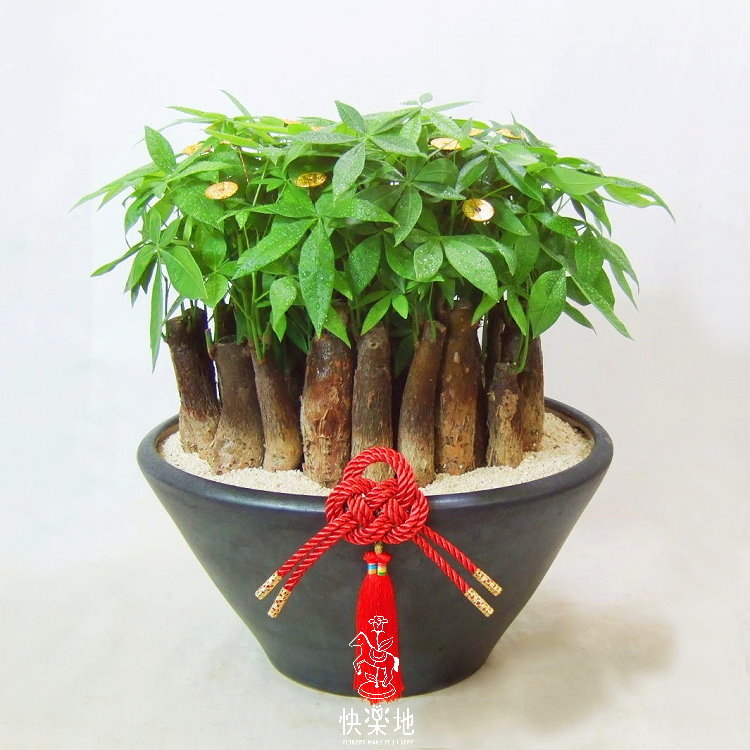 好運招財 I 發財樹  GP190201