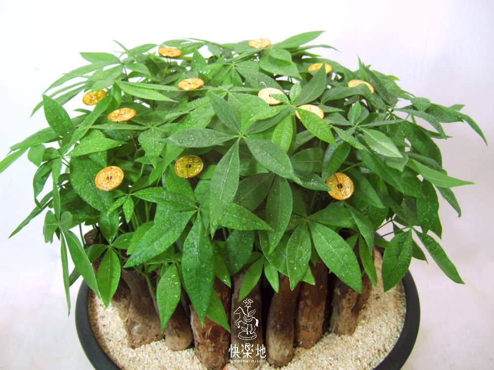 好運招財 I 發財樹  GP190201