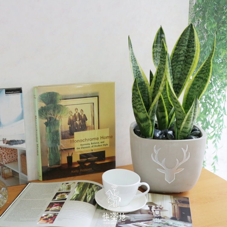 個性品味 I 虎尾蘭  GP190250