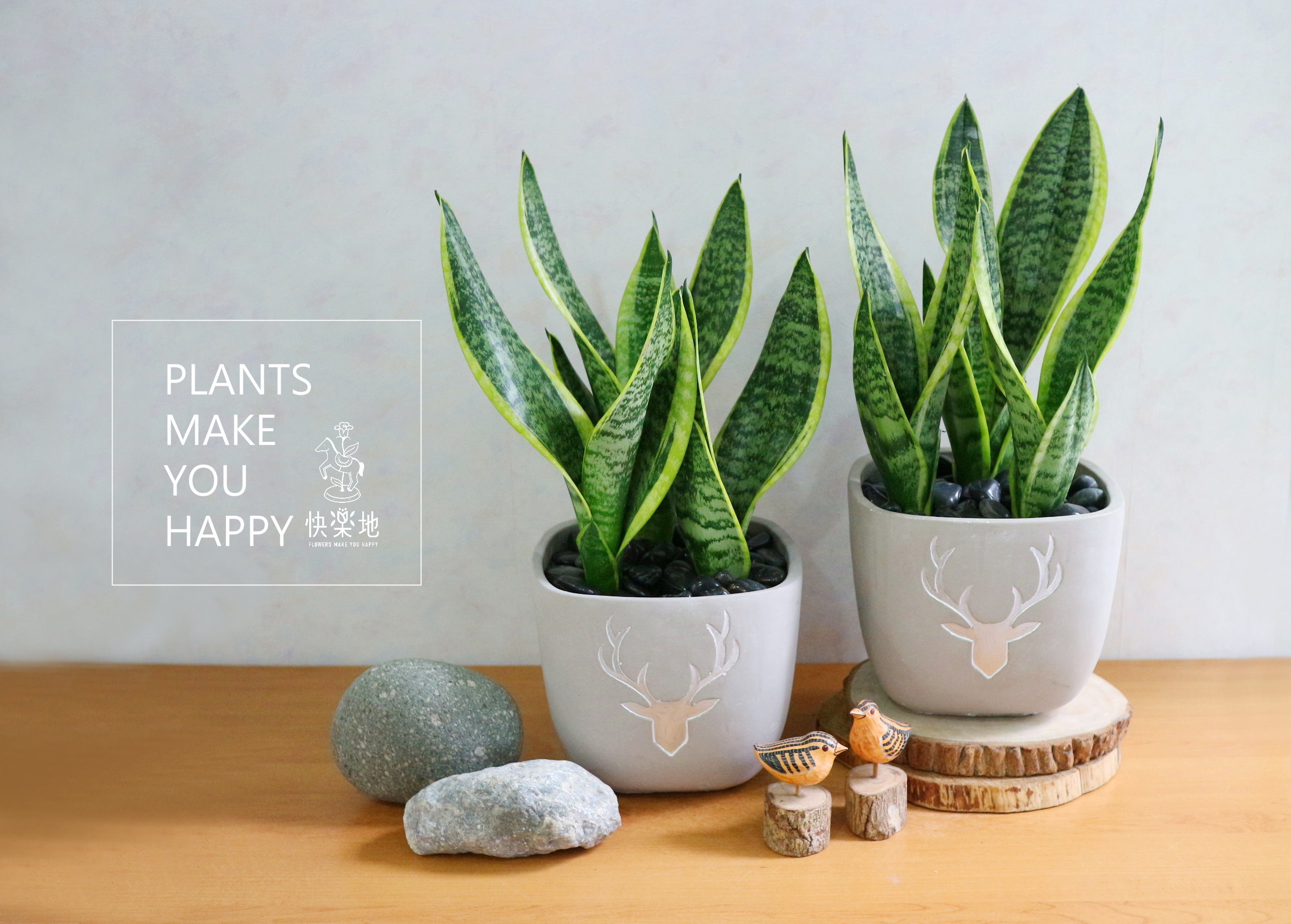 個性品味 I 虎尾蘭  GP190250