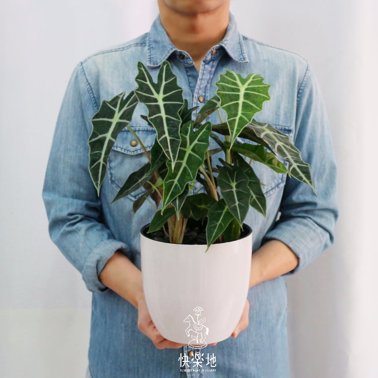 知性淨化 I 黑葉觀音蓮 GP190180