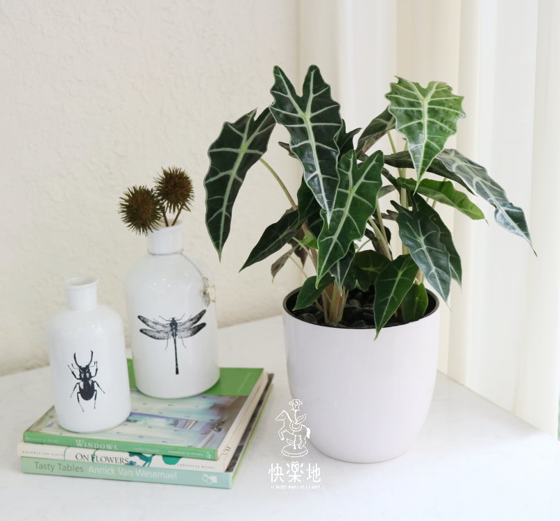 知性淨化 I 黑葉觀音蓮 GP190180