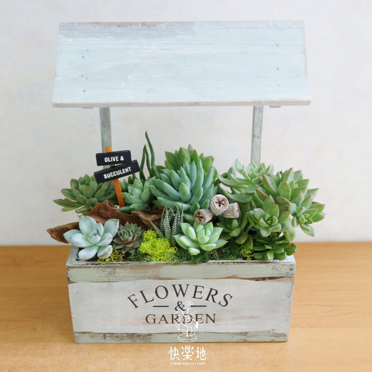 鮮綠滿屋 I 多肉植物  GP191250