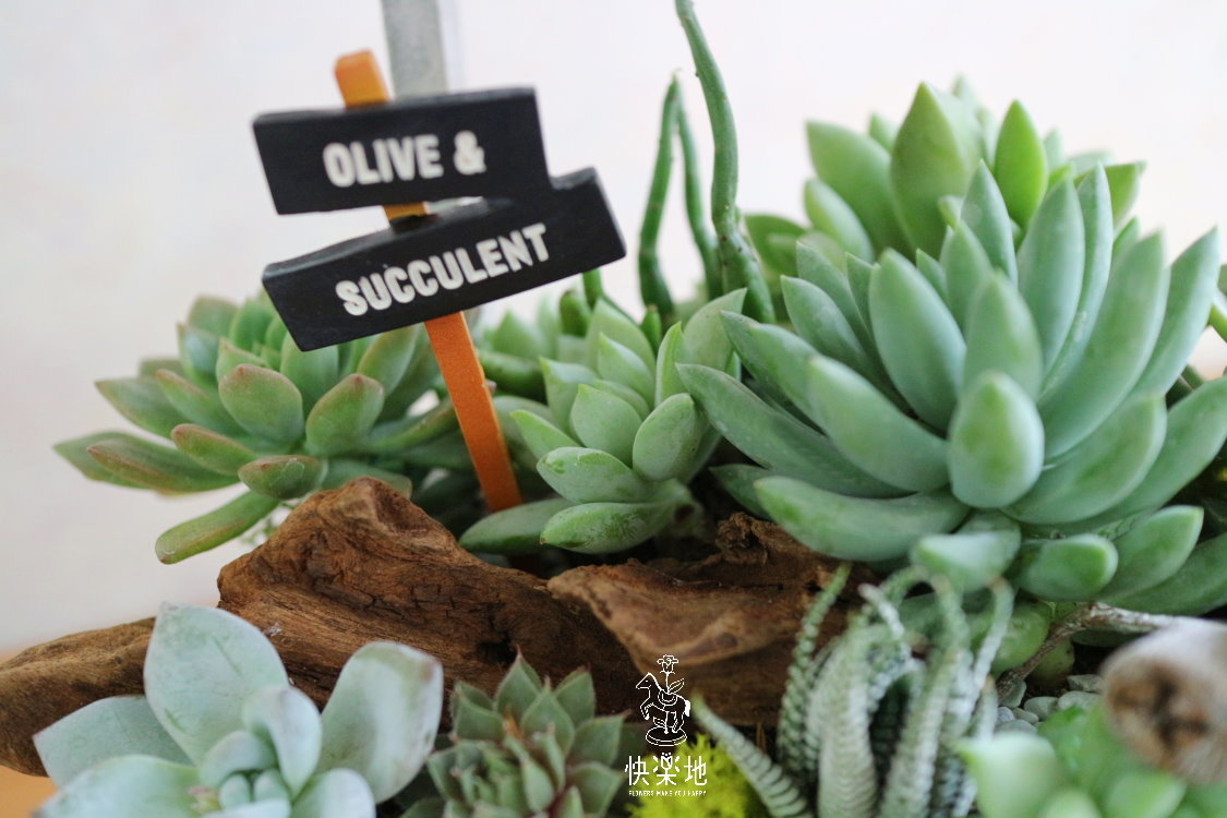 鮮綠滿屋 I 多肉植物  GP191250