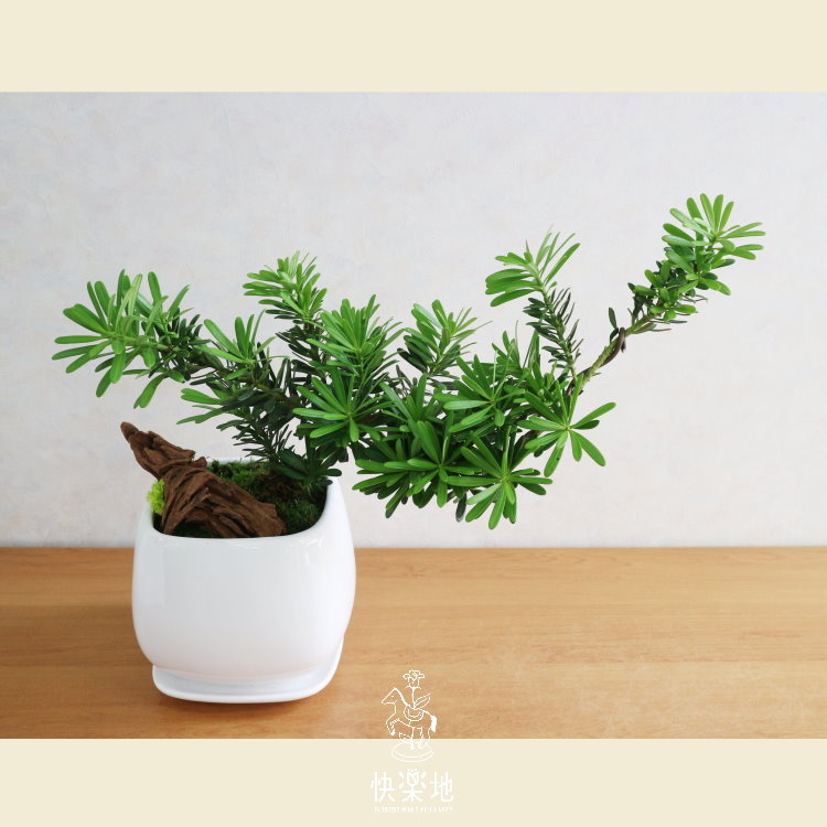 自在悠然 I 羅漢松  GP190220